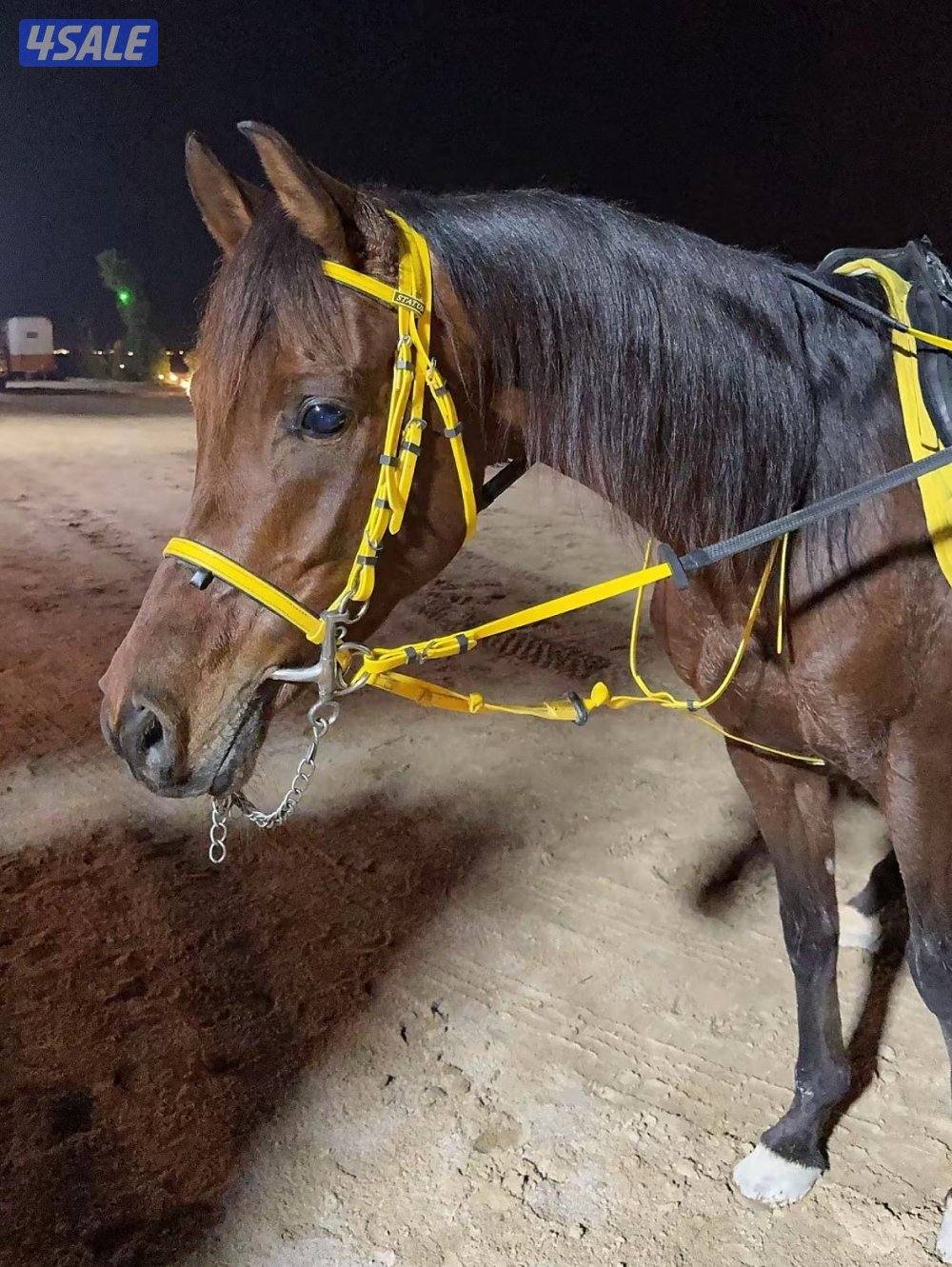 للبيع حصان بولش مواليد ٢٠٢٠0