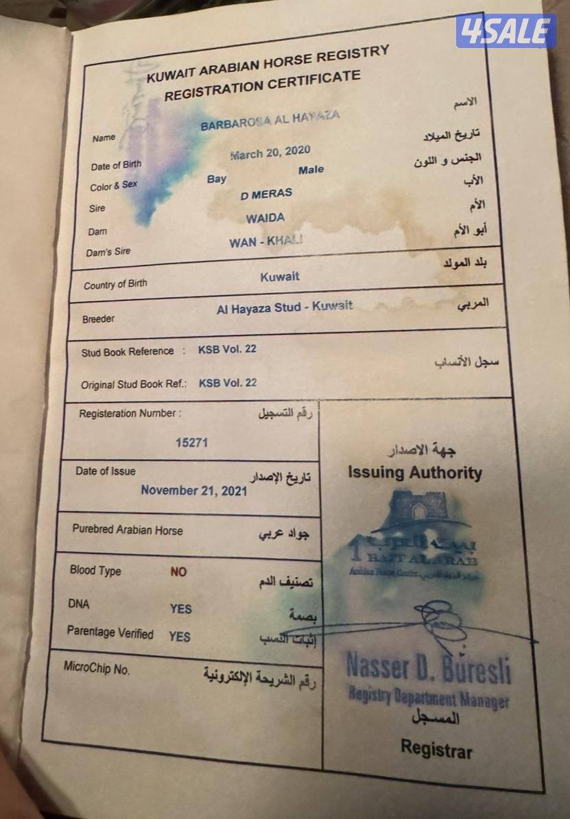 للبيع حصان بولش مواليد ٢٠٢٠2