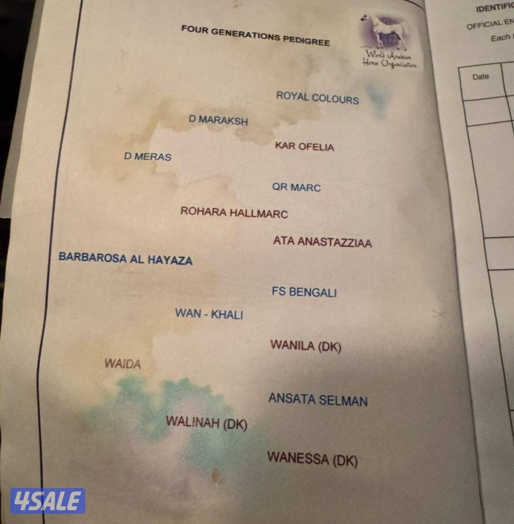للبيع حصان بولش مواليد ٢٠٢٠3