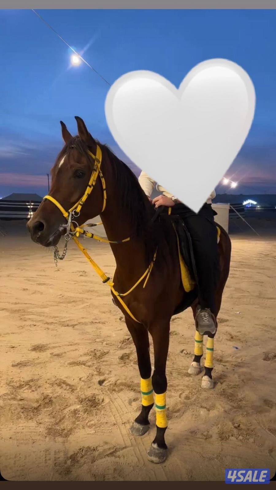 للبيع حصان بولش مواليد ٢٠٢٠4