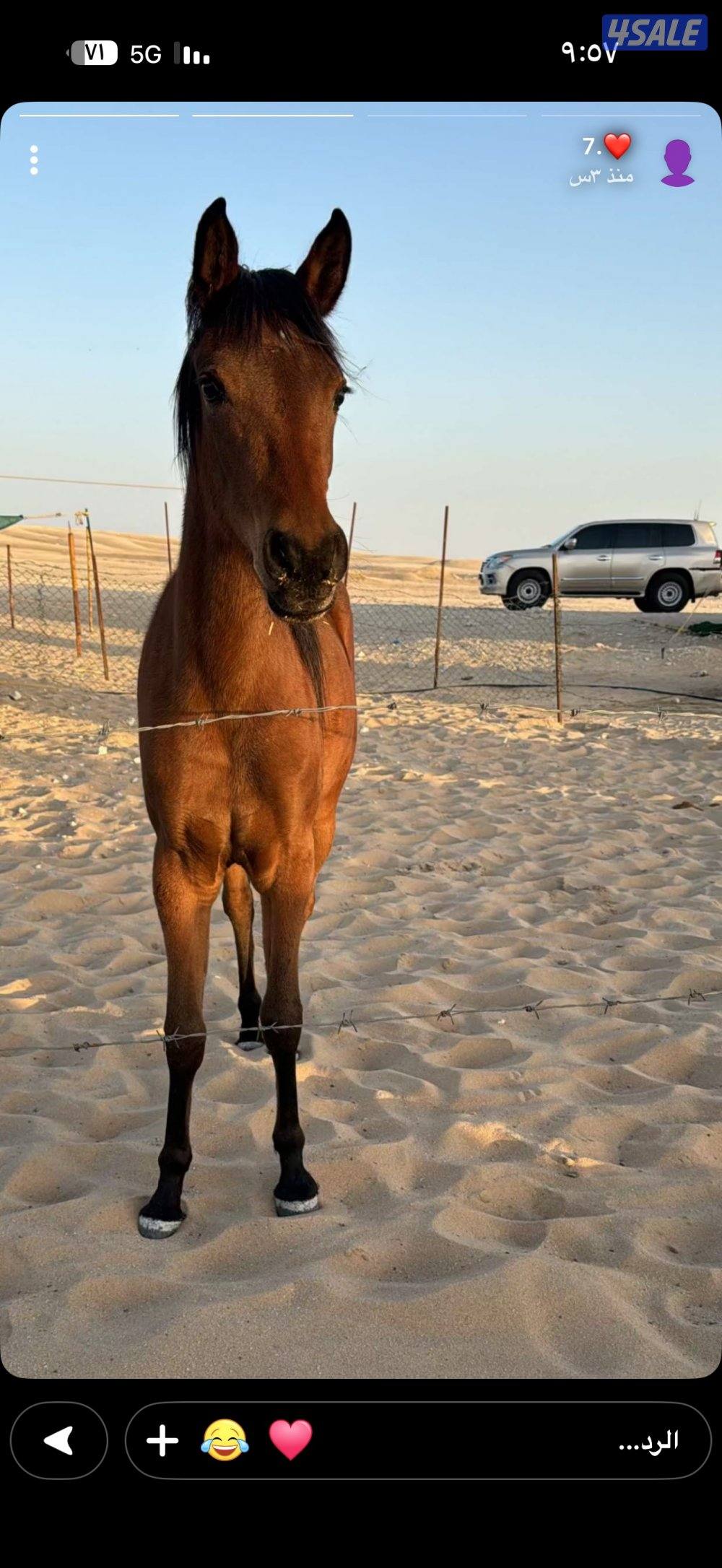 فلوه بنت بطل البداير ولد ميراج ولد مروان الشقب.0