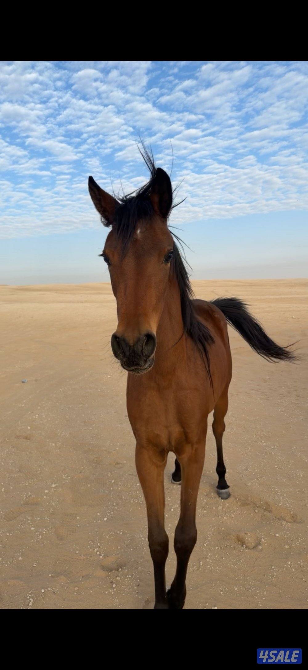 فلوه بنت بطل البداير ولد ميراج ولد مروان الشقب.1