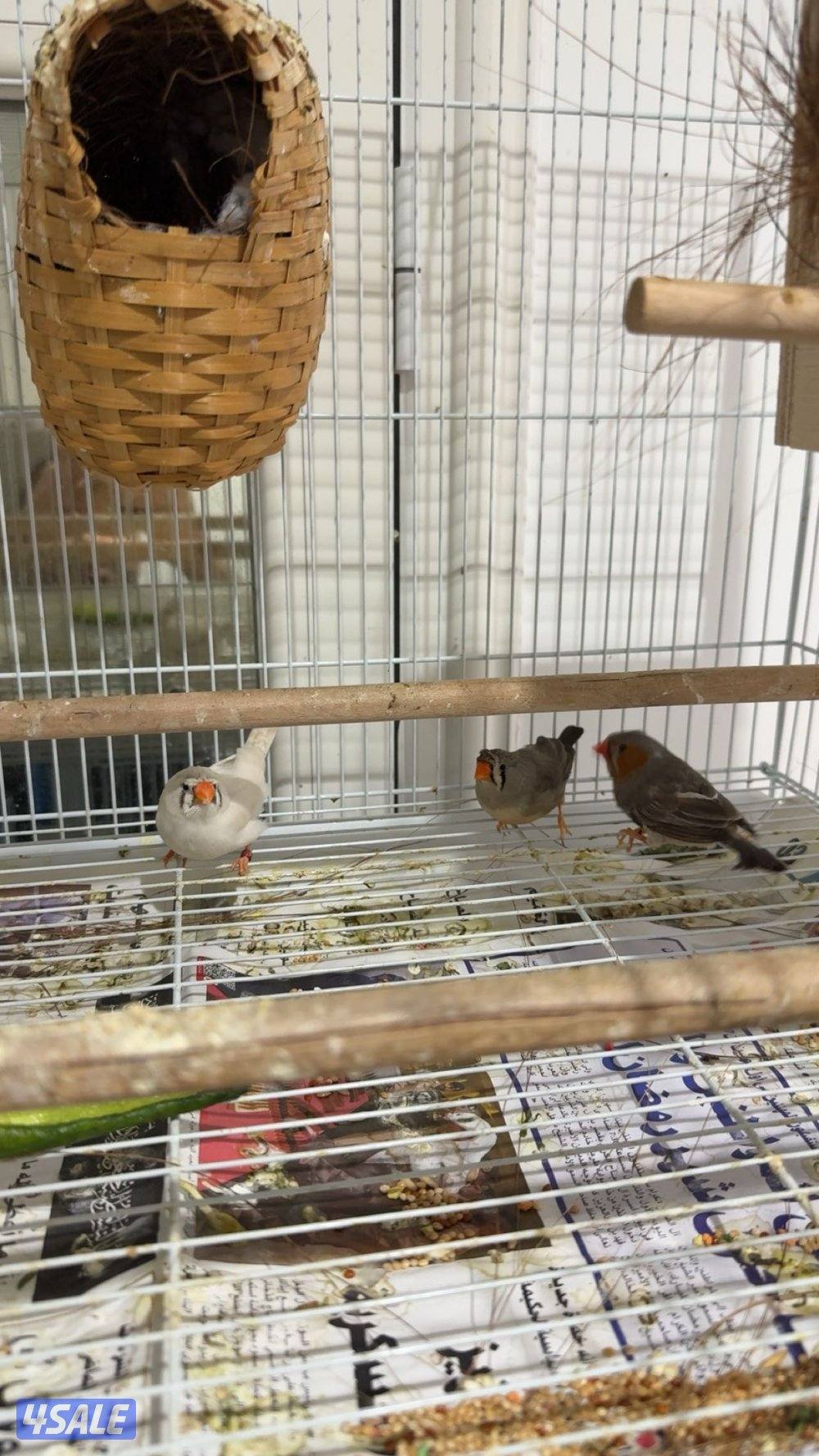 للبيع زيبرا كرست0