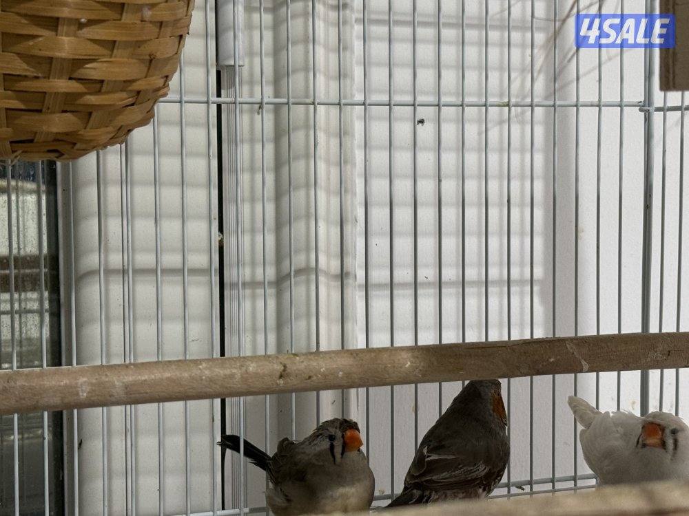 للبيع زيبرا كرست1