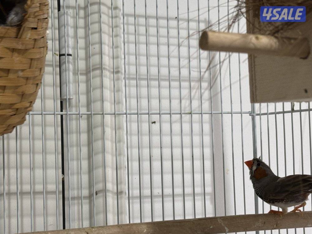 للبيع زيبرا كرست4