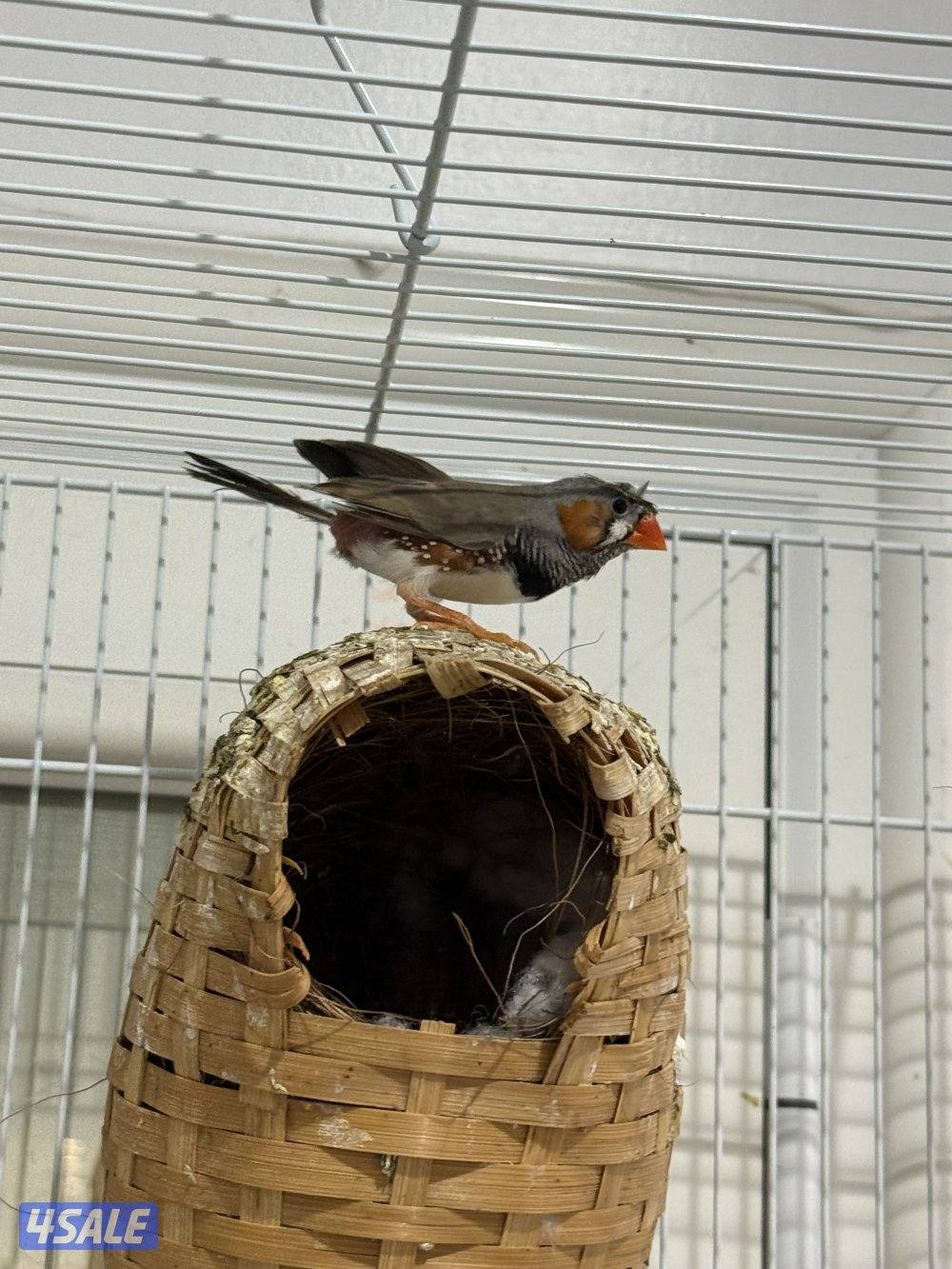 للبيع زيبرا كرست5