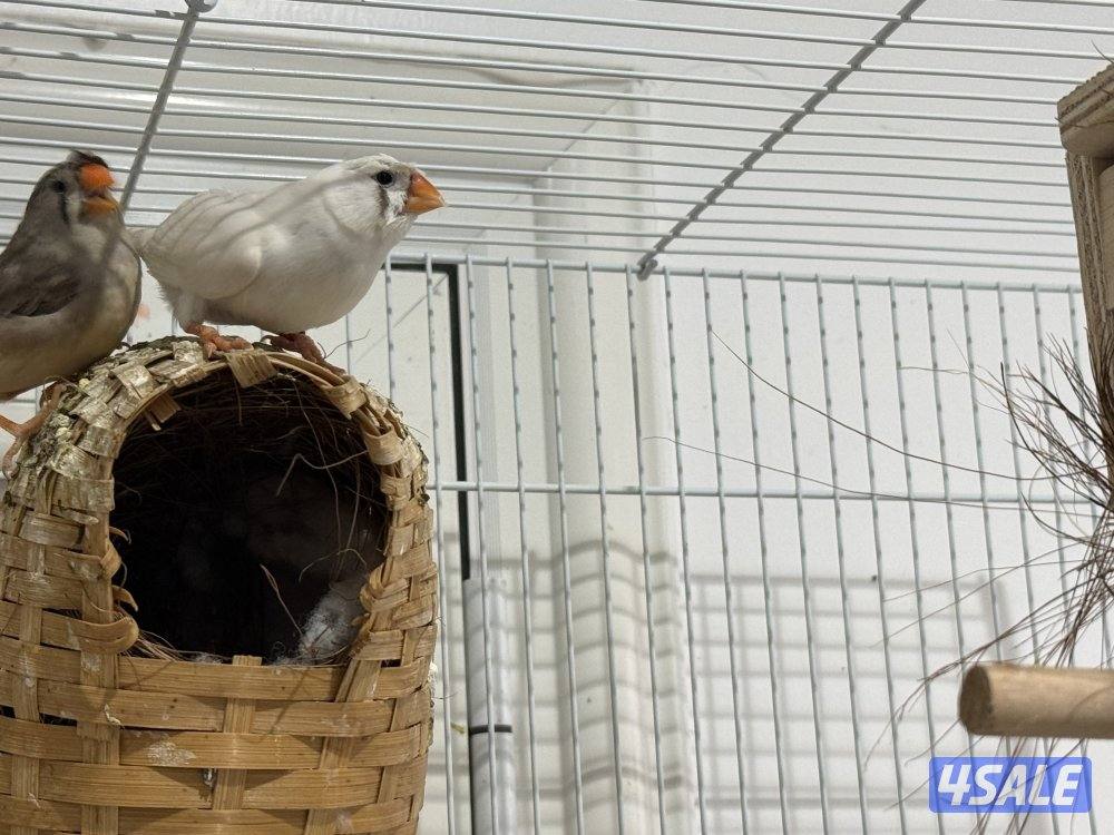 للبيع زيبرا كرست6