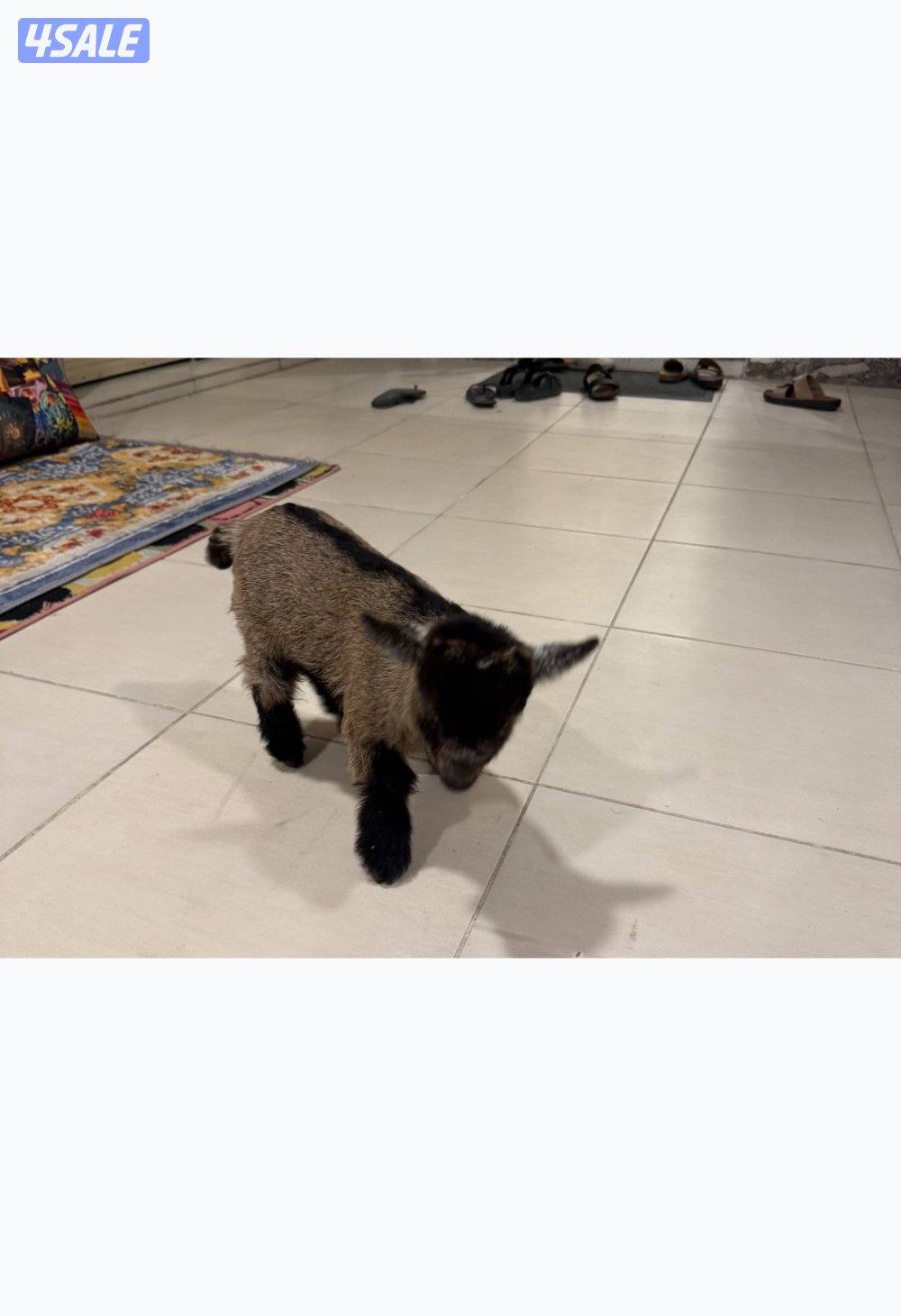 تيس جيكي قزم لعووب0