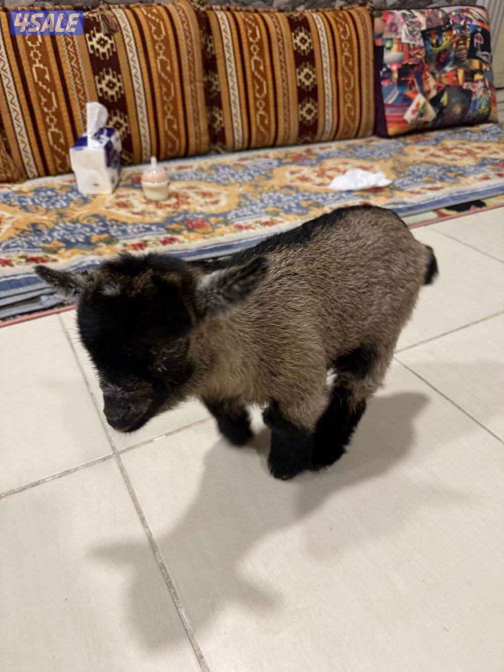 تيس جيكي قزم لعووب1