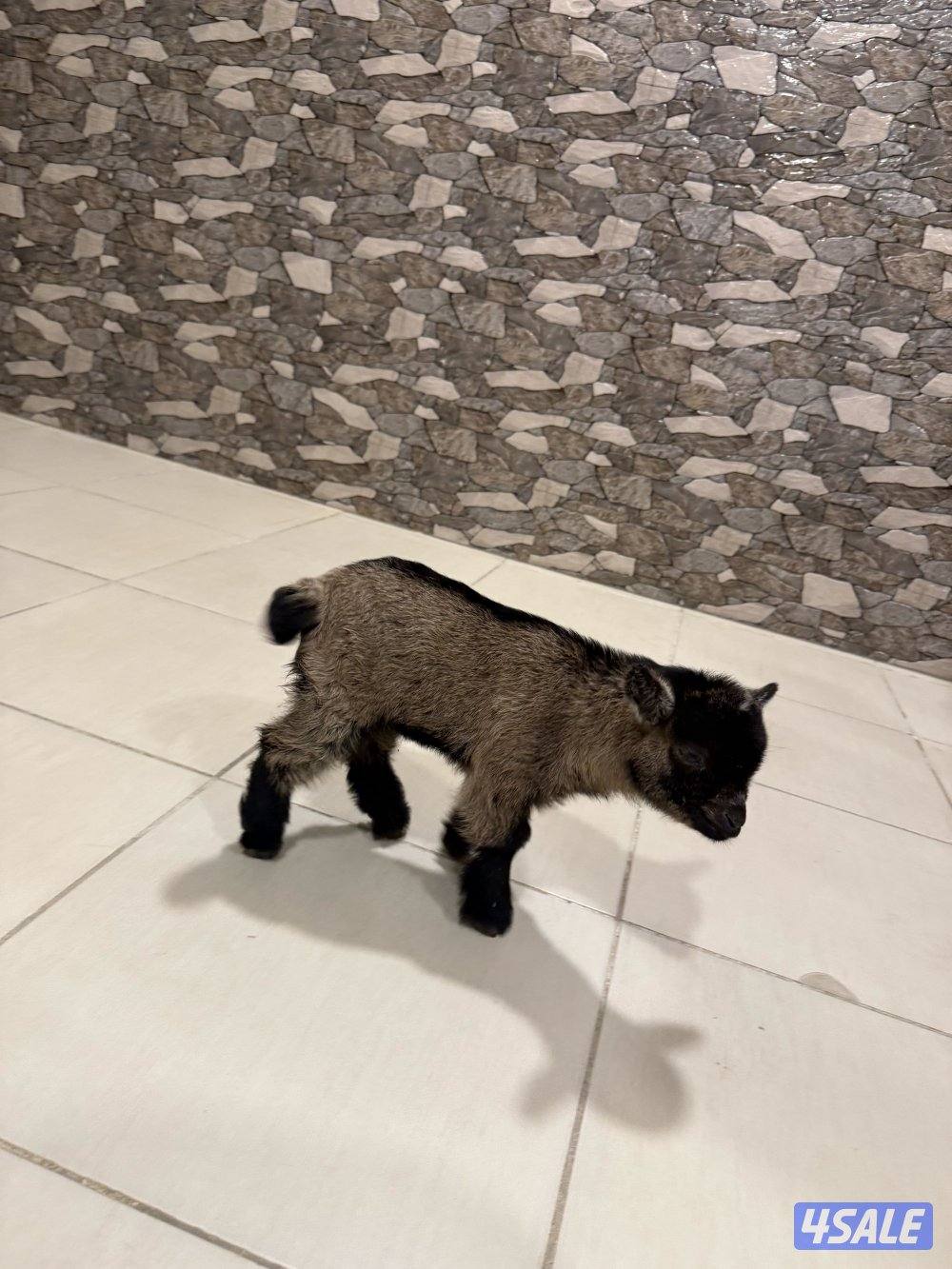 تيس جيكي قزم لعووب2