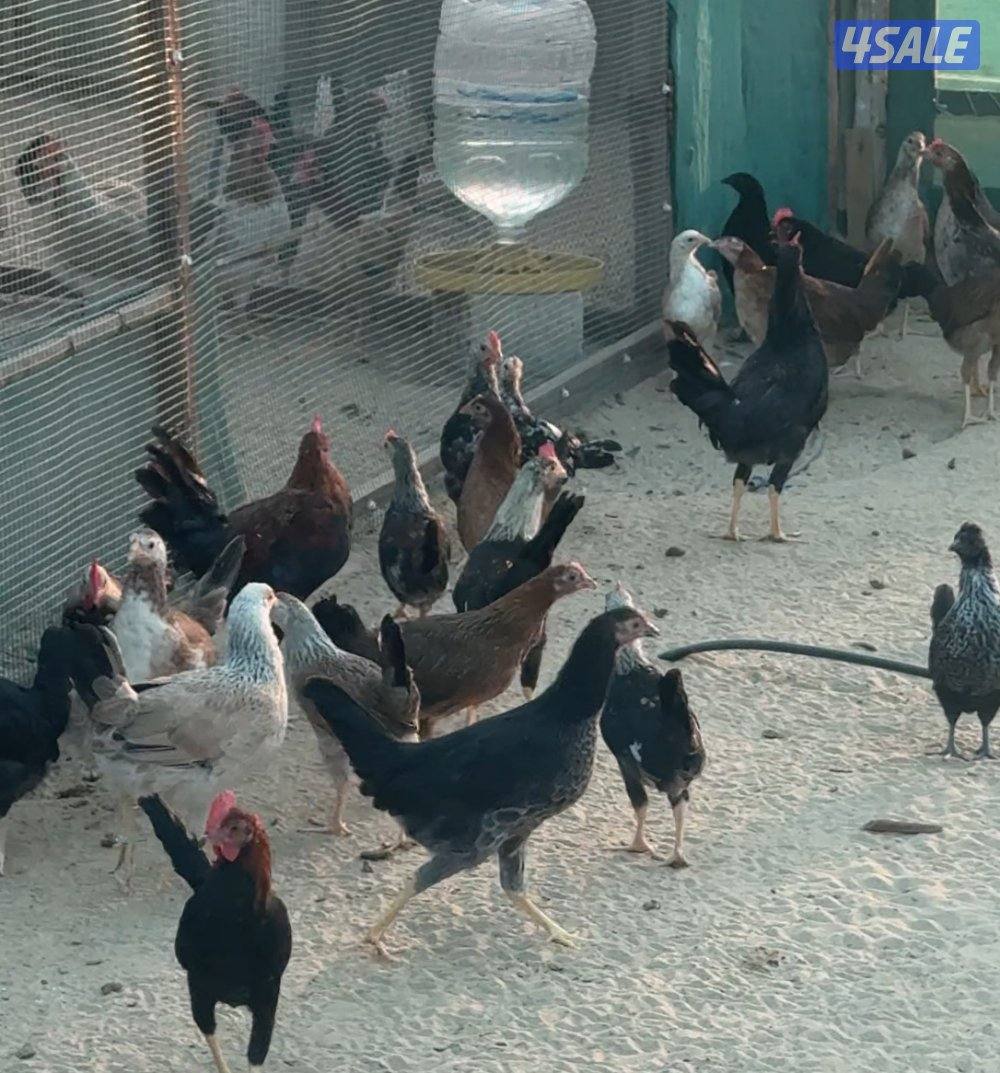 40 دجاجه و26 ديج عربي0