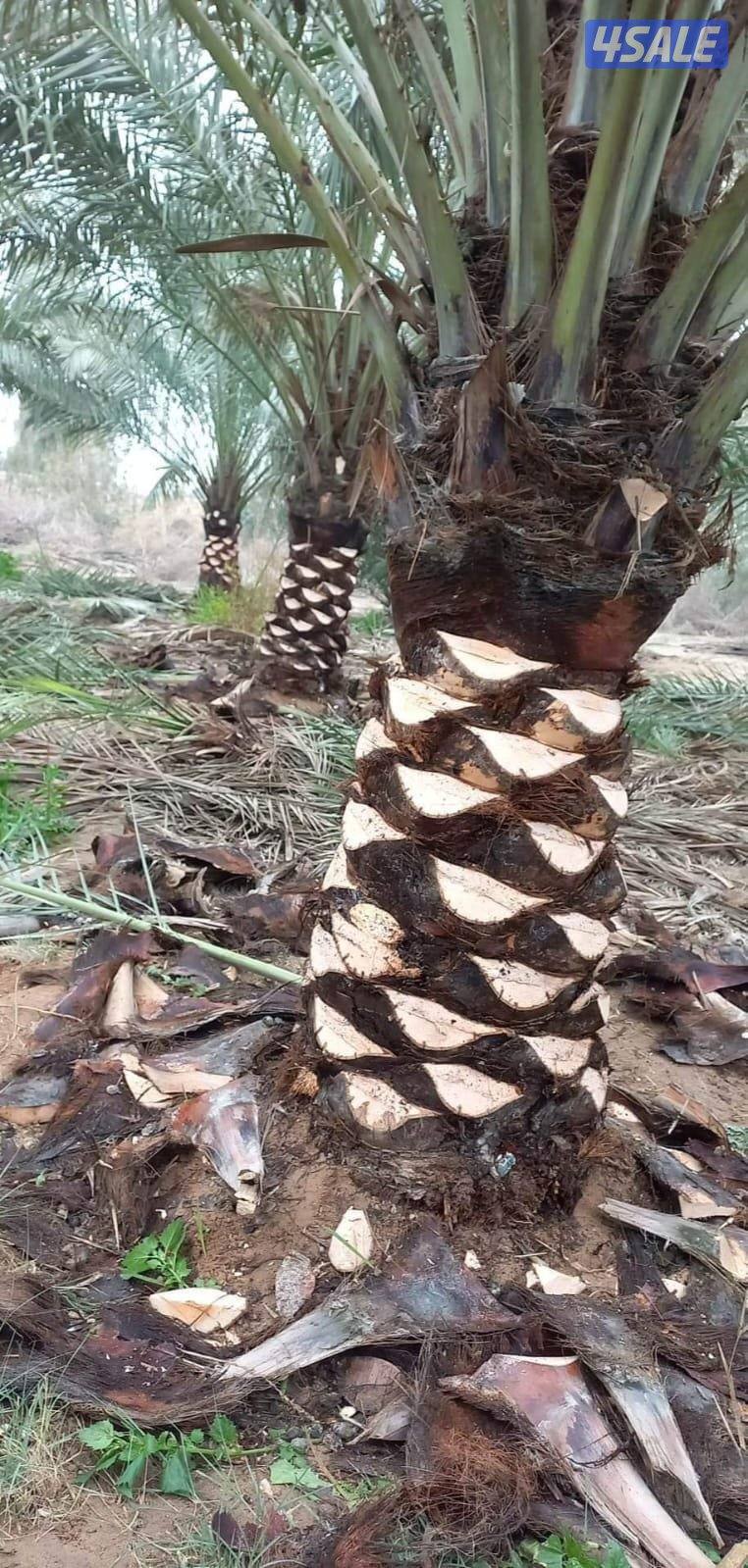 تنسيق حدائق الكويت0