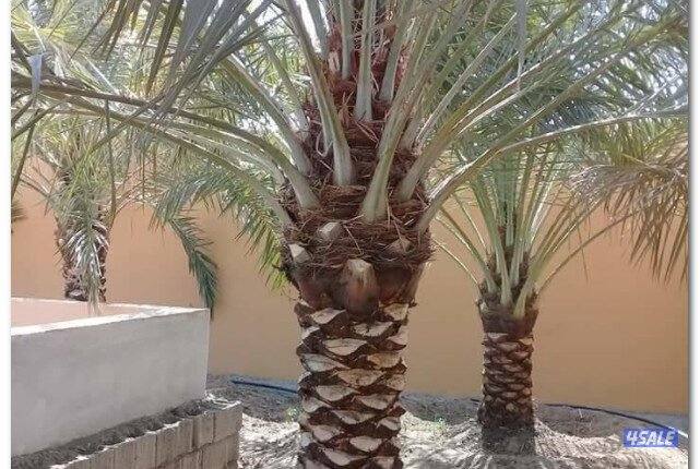 تنسيق حدائق الكويت1