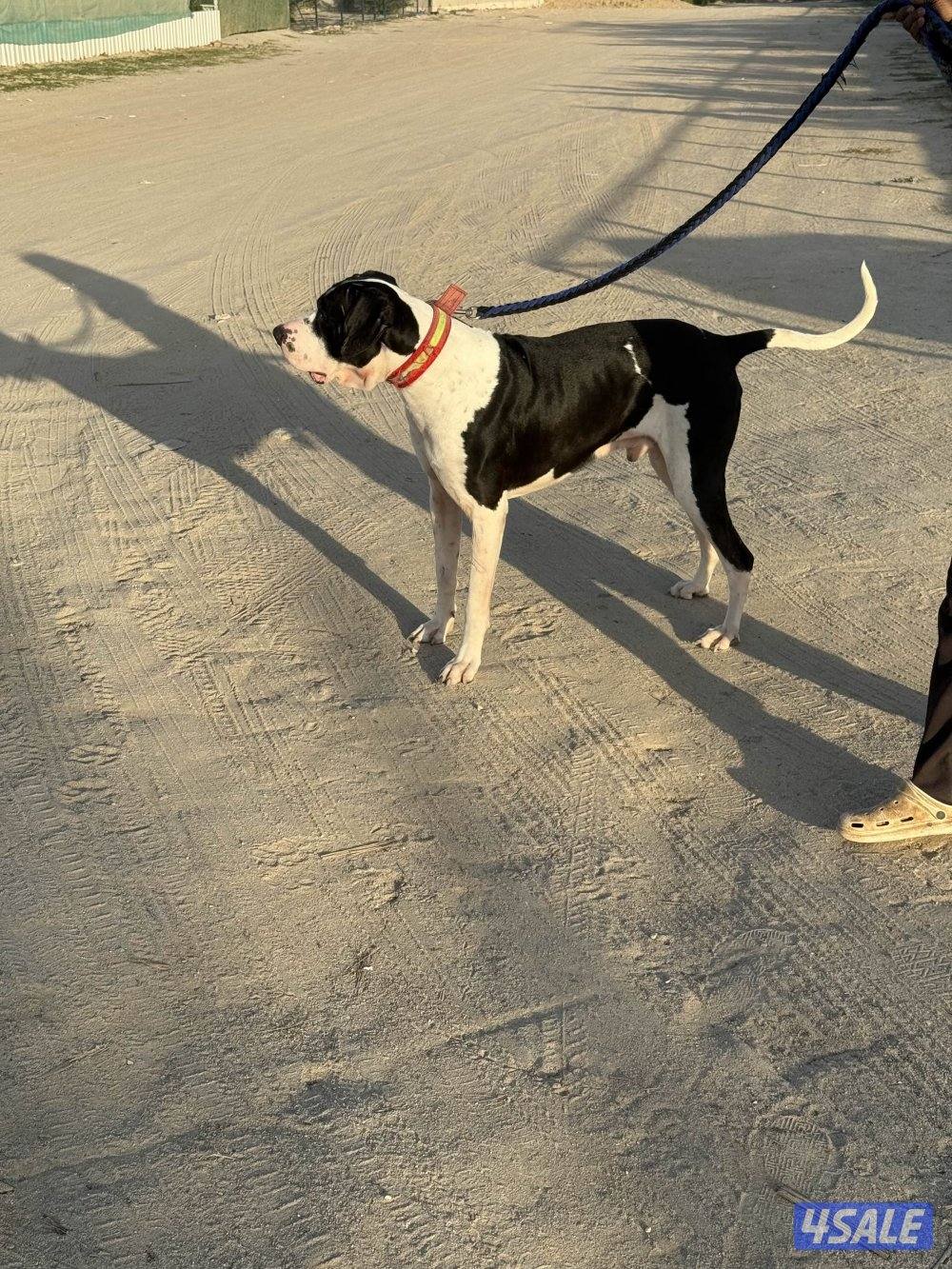 للبيع بولي كوتا العمر سنتين ونص1