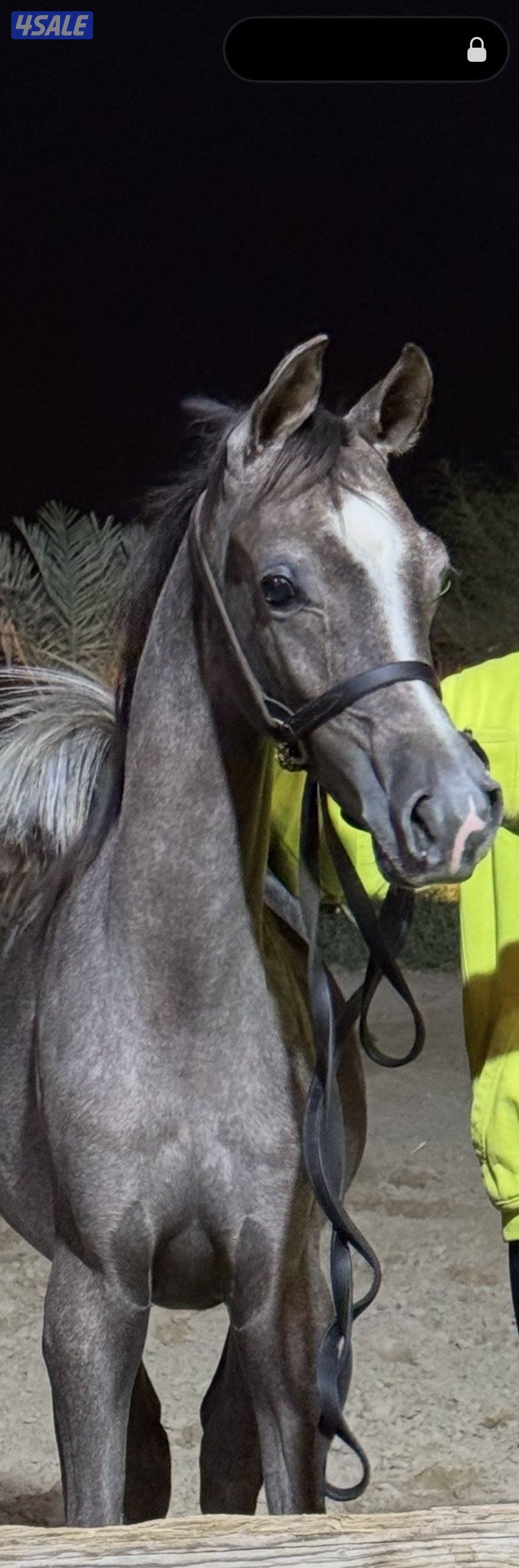 مهر شو ولد الكسندر0