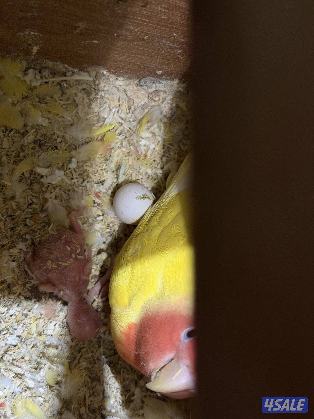 للبيع زوج لوف بيرد شرط منتج شرط زوج + للبيع قفص طيور + للبيع حوض سمج4