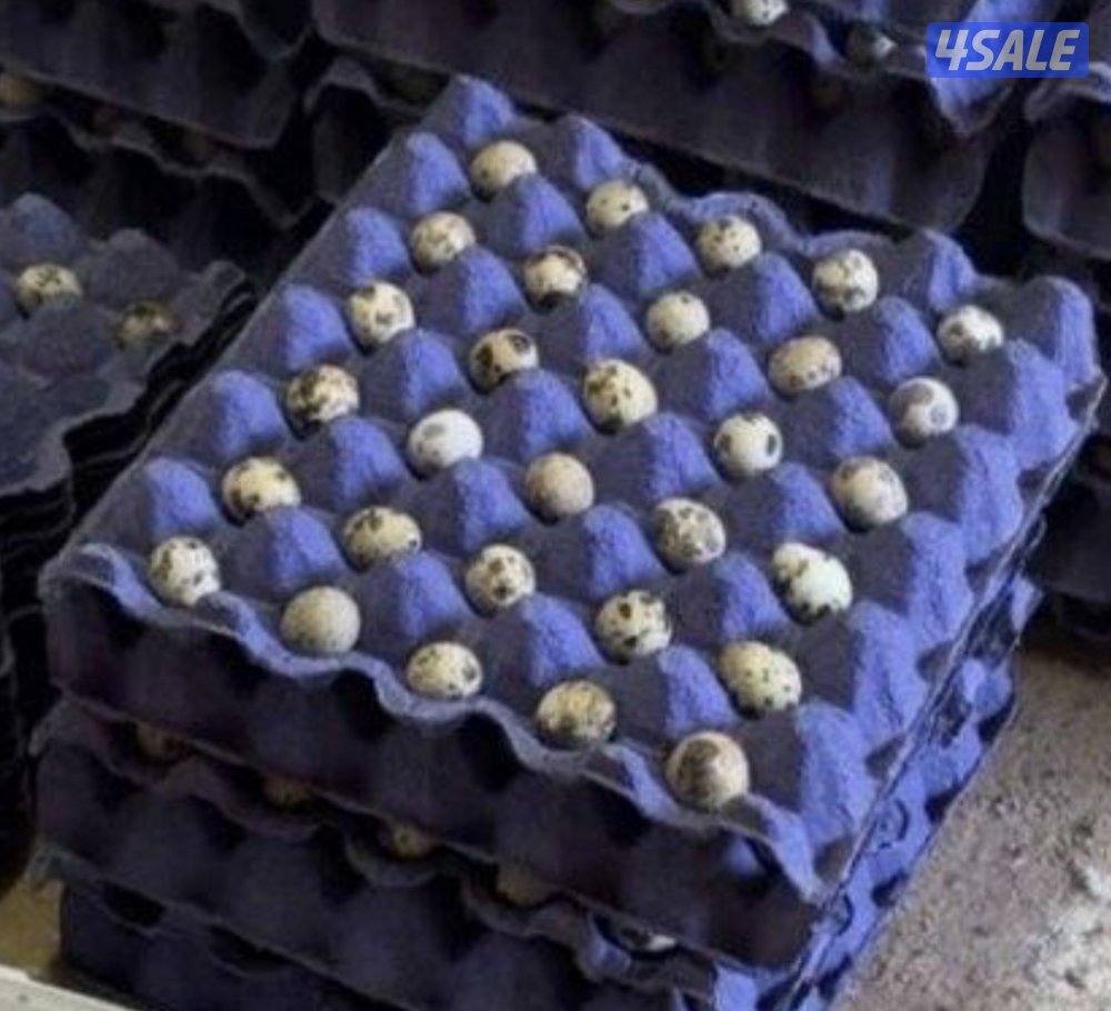 للبيع بيض فري يومي.👍🏻0