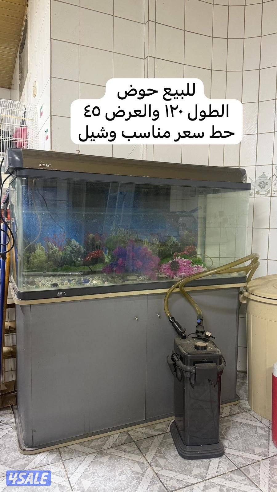 للبيع زوج لوف بيرد شرط منتج شرط زوج + للبيع قفص طيور + للبيع حوض سمج5