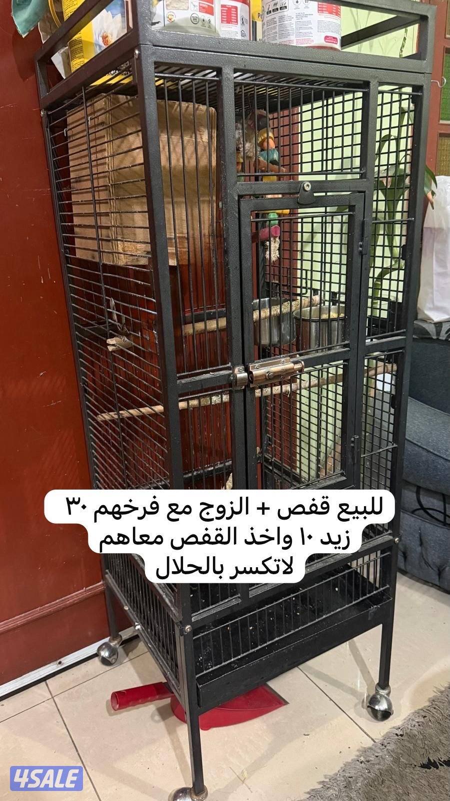 للبيع زوج لوف بيرد شرط منتج شرط زوج + للبيع قفص طيور + للبيع حوض سمج7