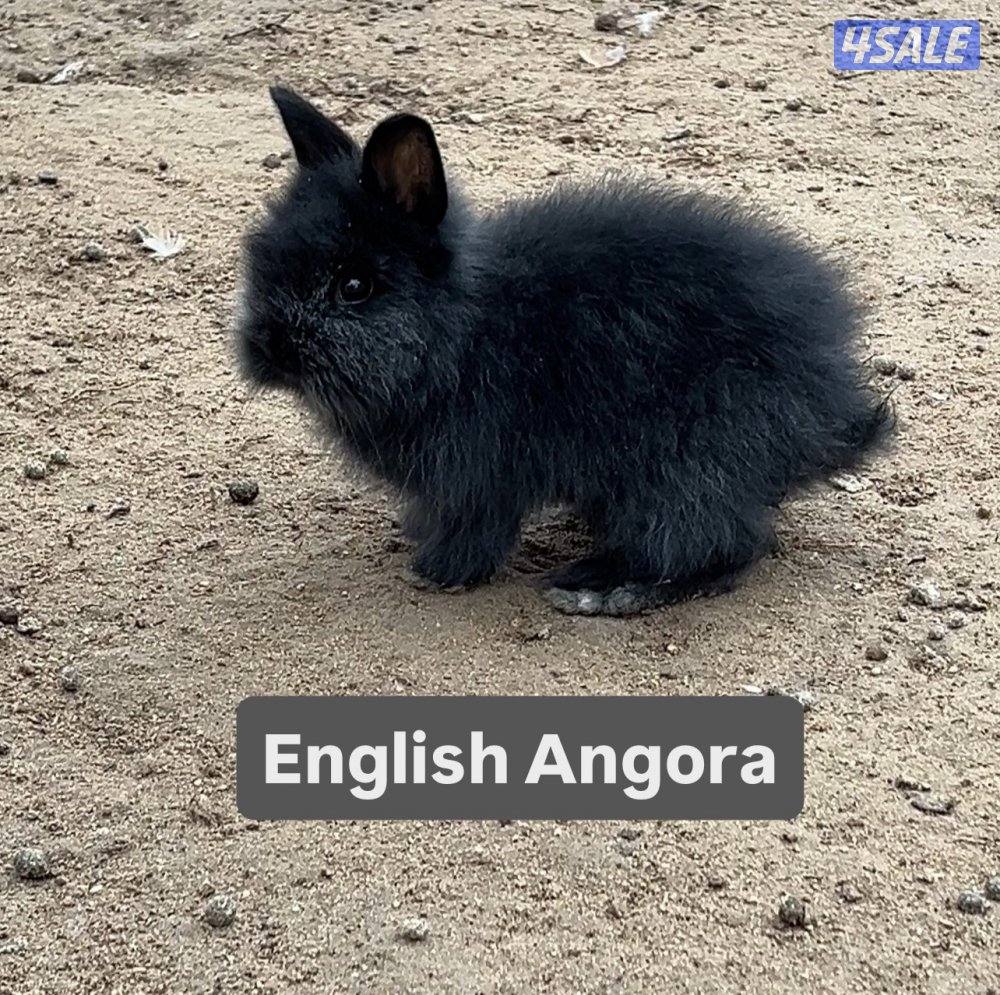 ارانب انقورا ذكر ونثية السعر25 شامل التوصيل والزوجين 45 والثلاث 600