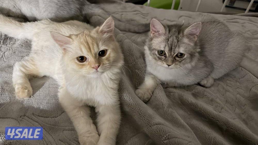 قطه للتبني عمرها ٥ شهور مطعمه وصحتها ممتازه0