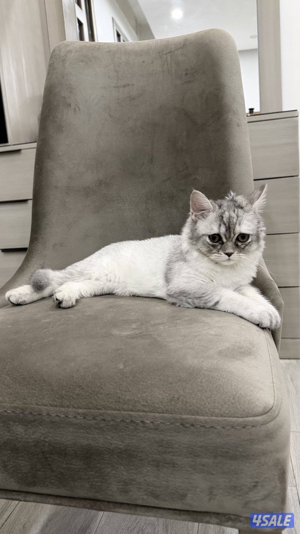 قطه للتبني عمرها ٥ شهور مطعمه وصحتها ممتازه2