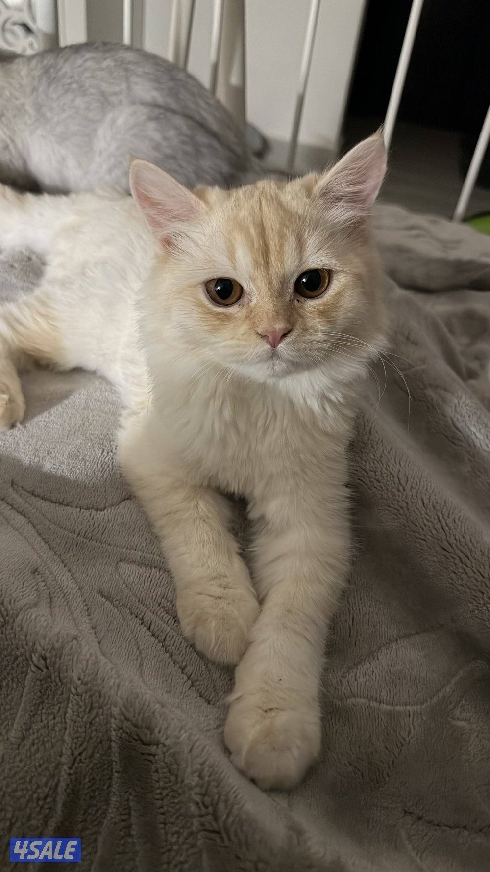 قطه للتبني عمرها ٥ شهور مطعمه وصحتها ممتازه3