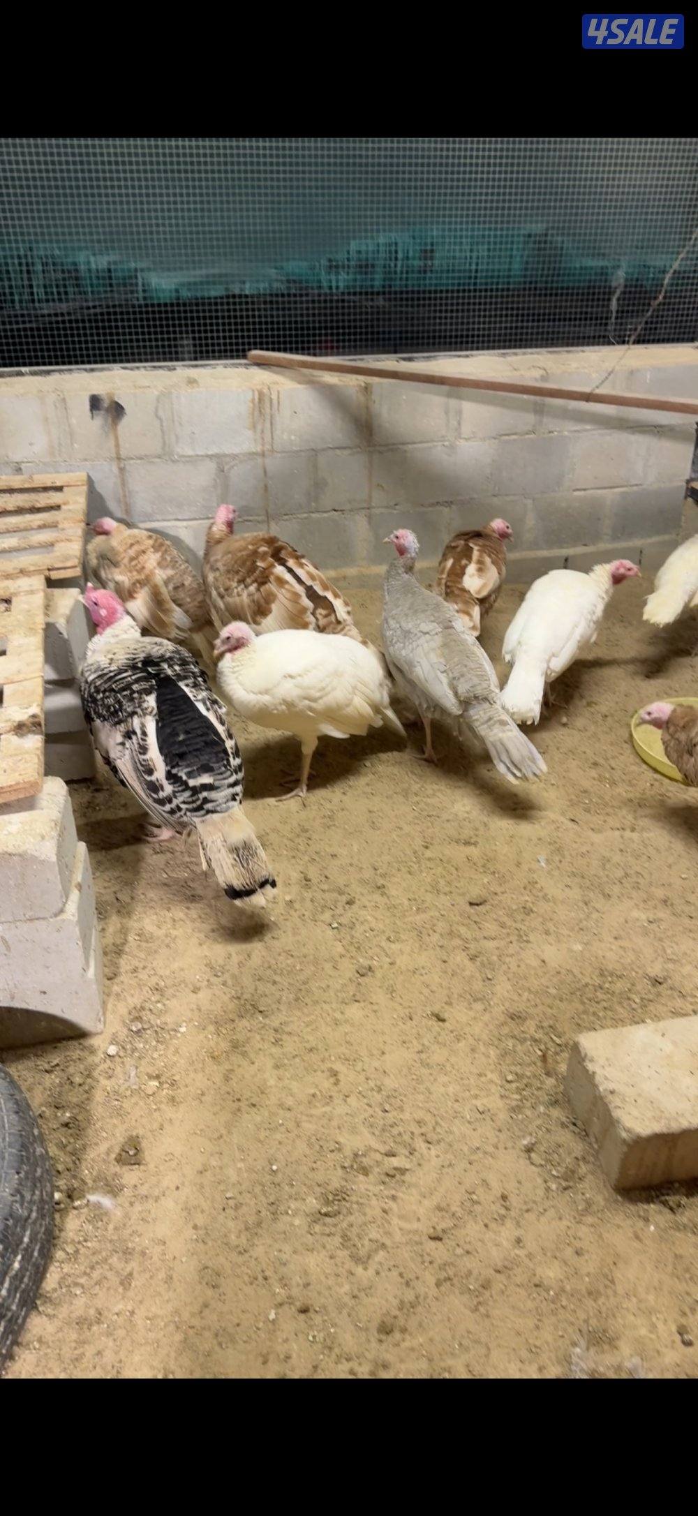 رومي مجموعه كامله0