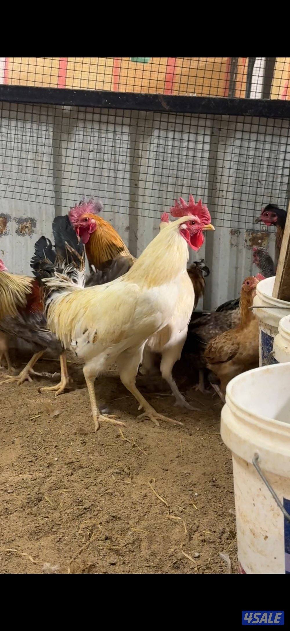 للبيع دجاج مشكل0