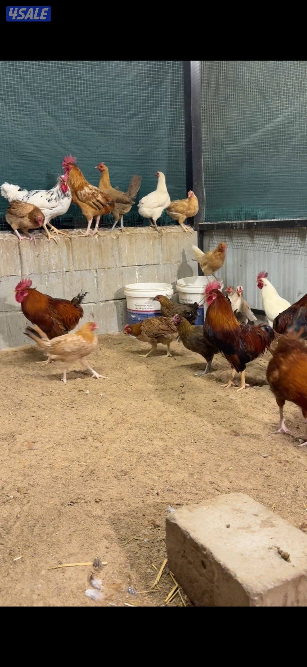 للبيع دجاج مشكل1