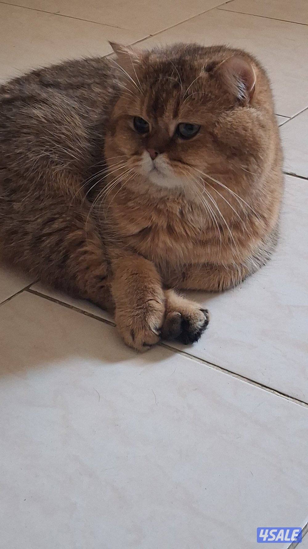 للبيع ذكر ny250