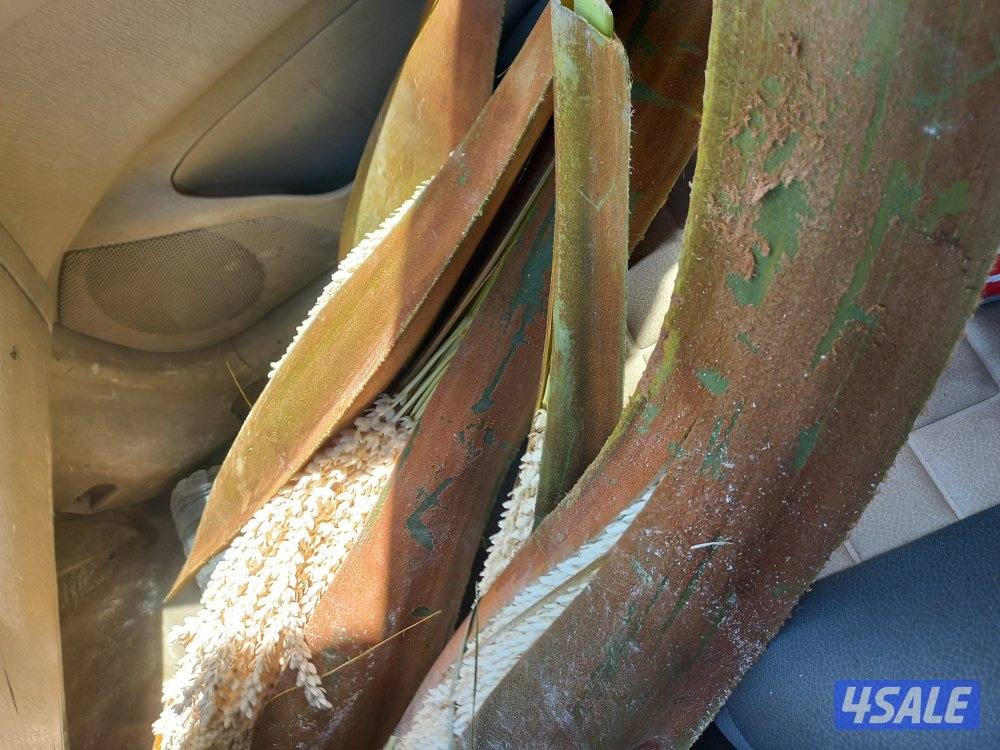 لقاح نخل تلقيح نخل تنسيق حدائق1