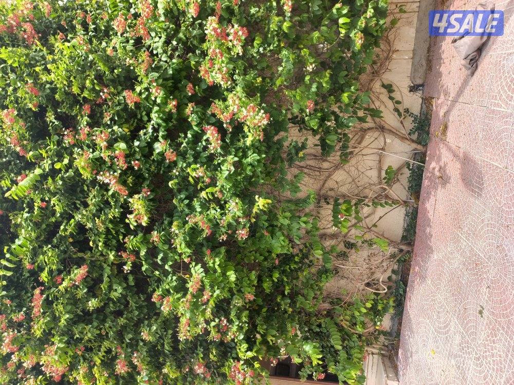 لقاح نخل تلقيح نخل تنسيق حدائق2