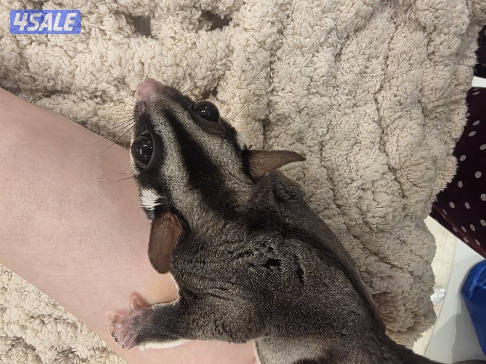 شوقر قلايدر للبيع sugerglider for sale1