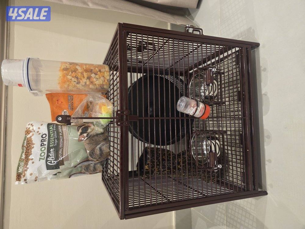 شوقر قلايدر للبيع sugerglider for sale2