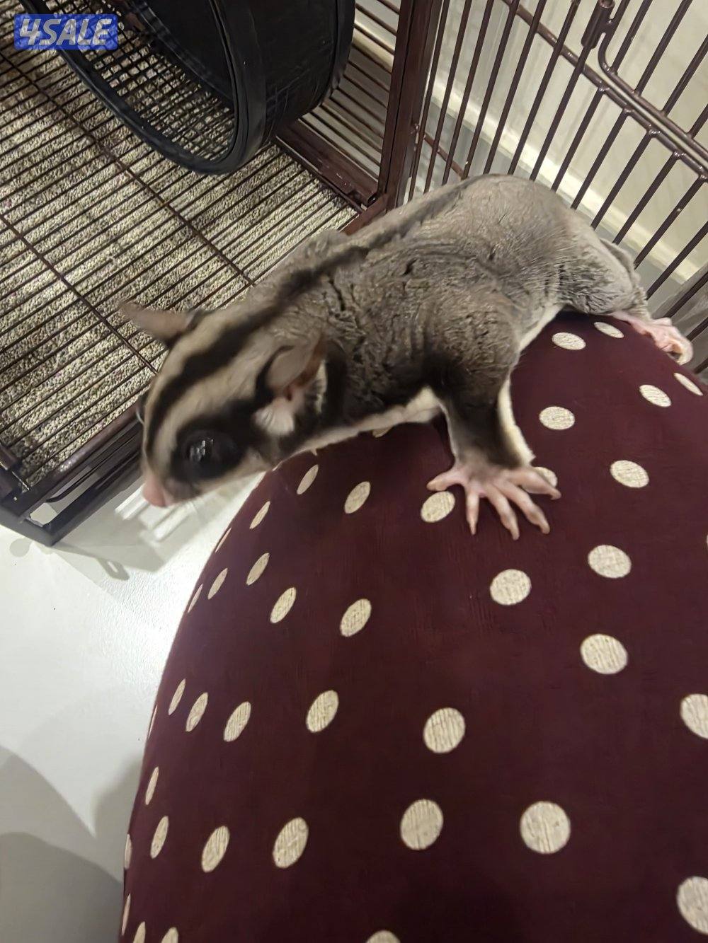 شوقر قلايدر للبيع sugerglider for sale3