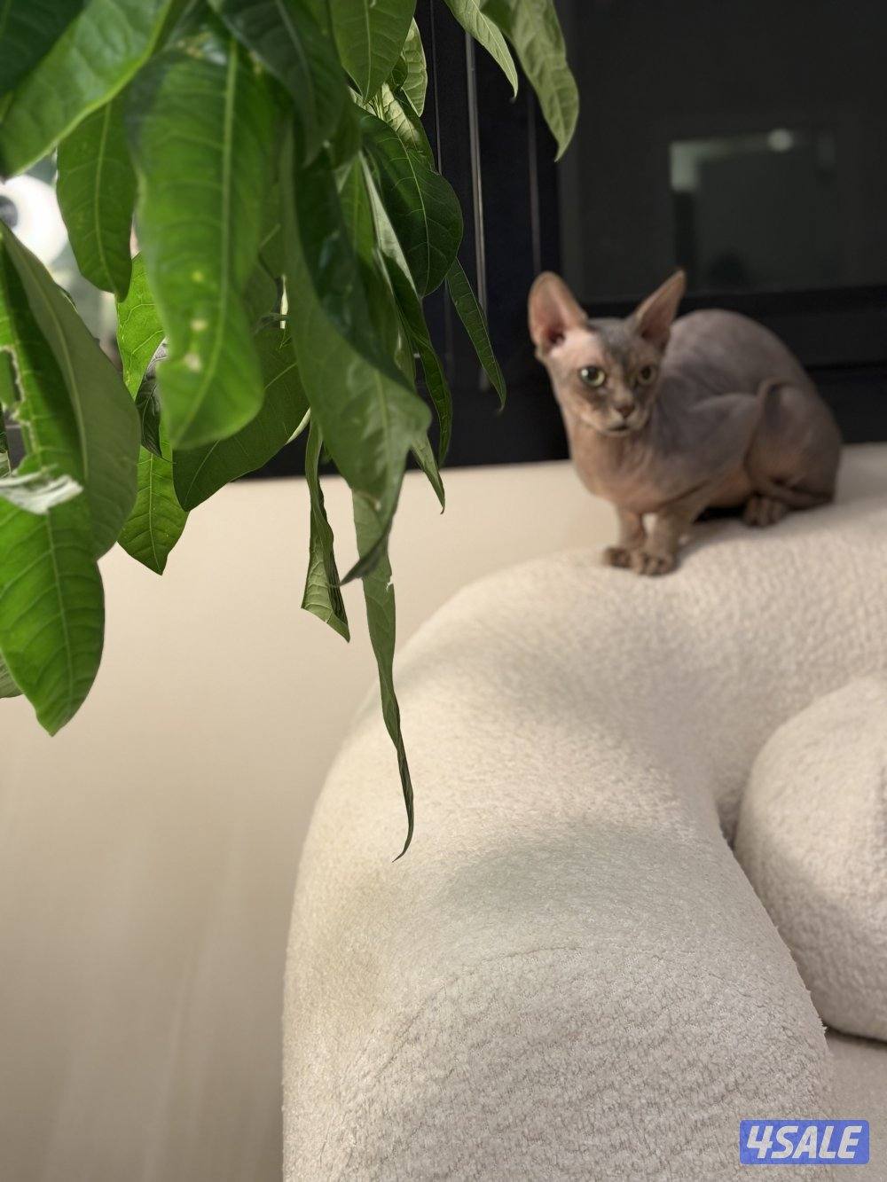 طالب تزاوج ذكر سفنكس0