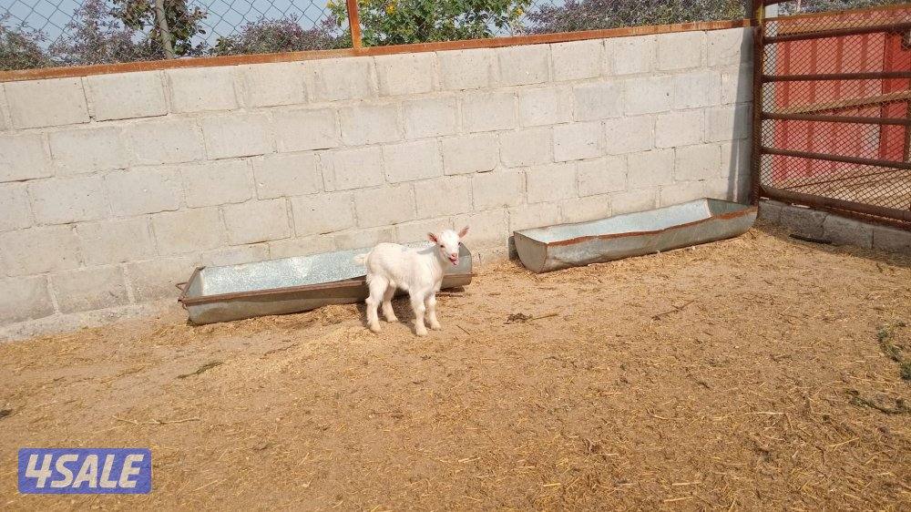 للبيع الماعز القزم0