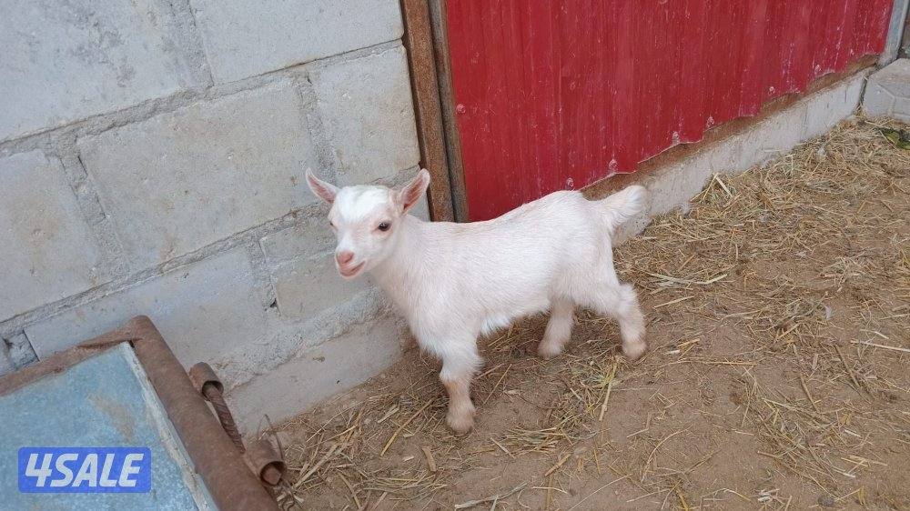 للبيع الماعز القزم1
