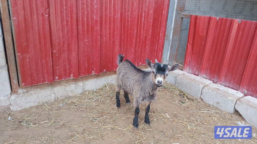 للبيع الماعز القزم3