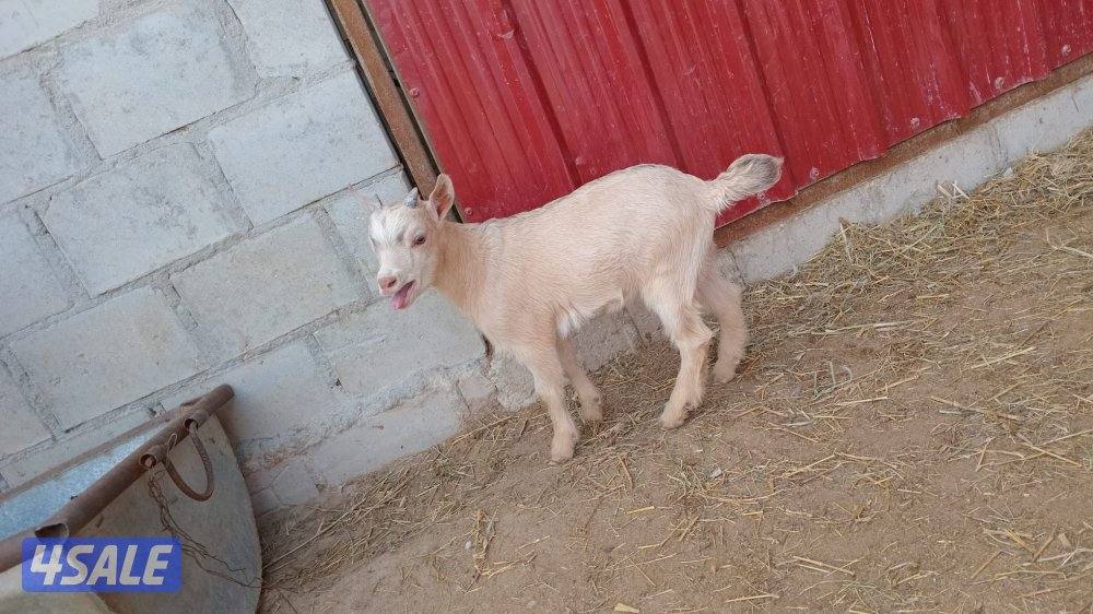 للبيع الماعز القزم6