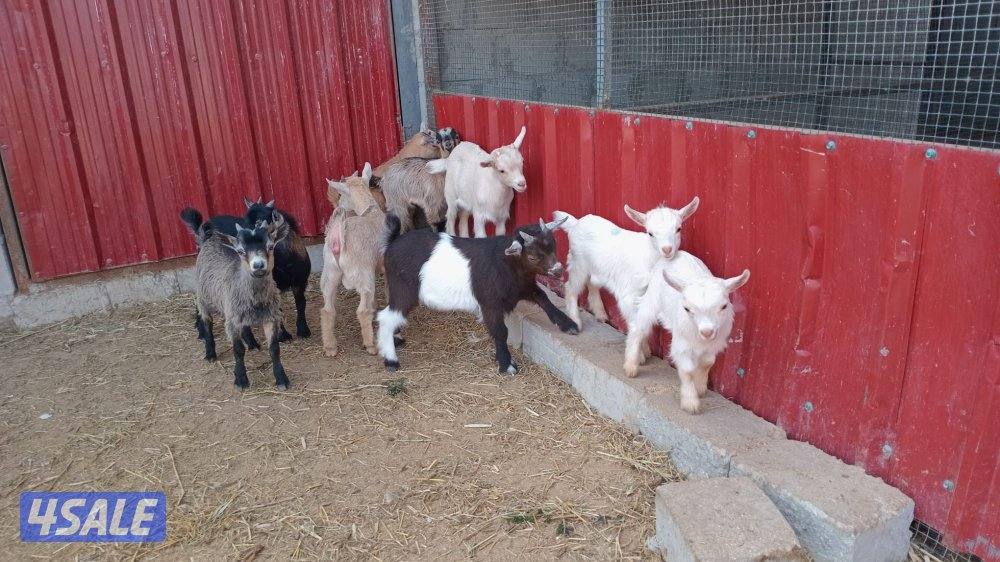 للبيع الماعز القزم8