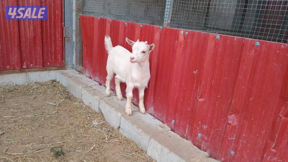 للبيع الماعز القزم7