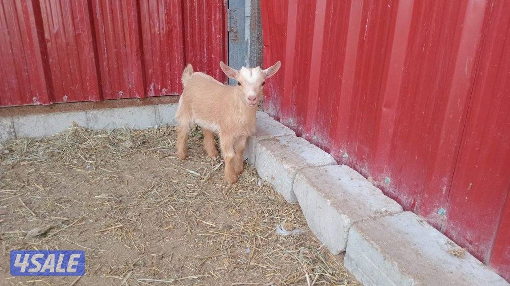 للبيع الماعز القزم9