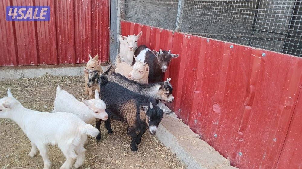 للبيع الماعز القزم10