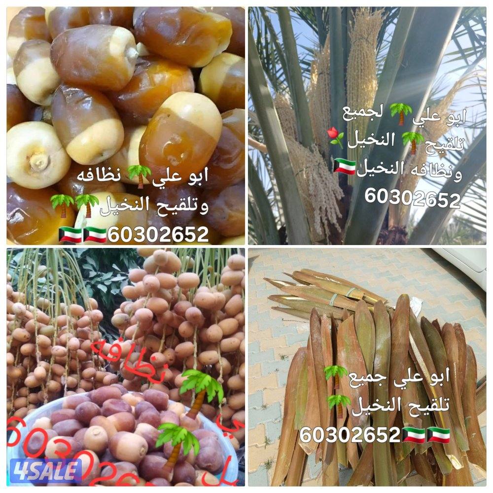 تلقيح النخيل 🌴 خبره 20 عام قص 🎄جميع الأشجار 🌲أسعار مغريه ابو علي 🌴13