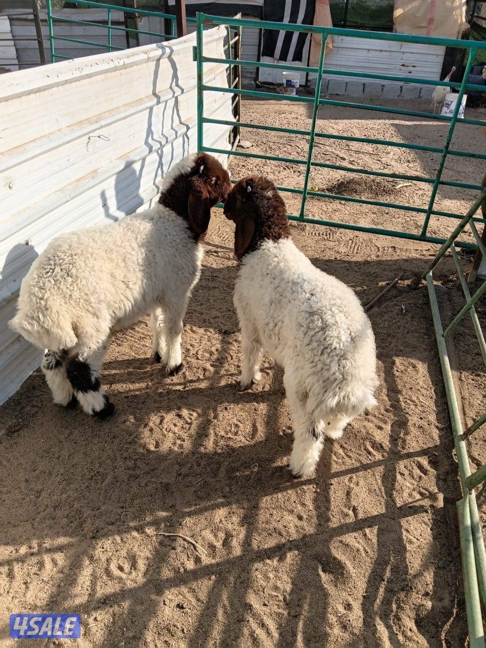 للبيع خرفان العبدلي0