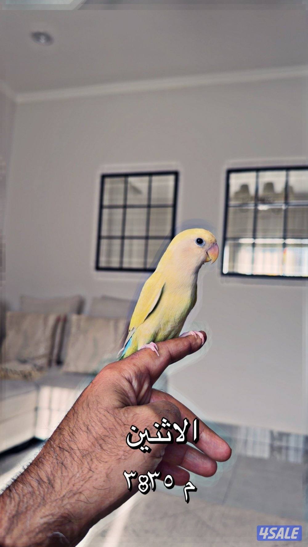 العقيلة ق١0