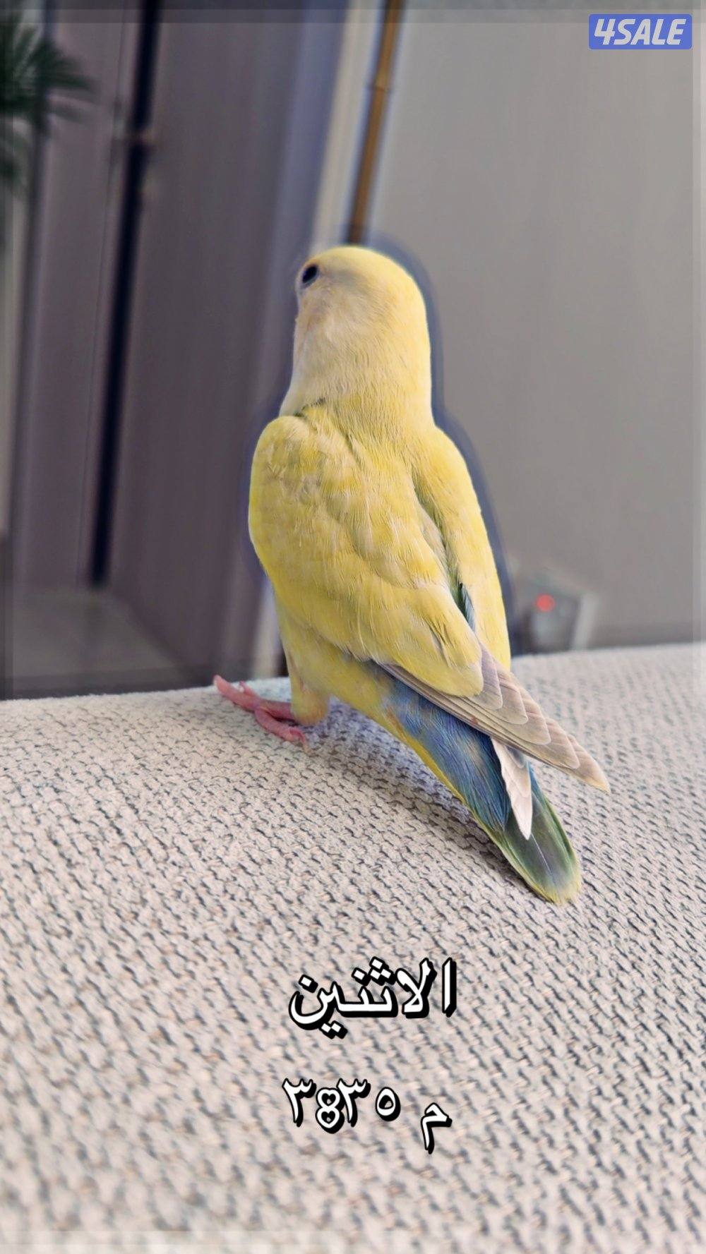 العقيلة ق١1