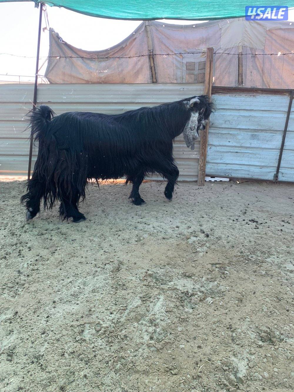 للبيع فحل شرط القريع0